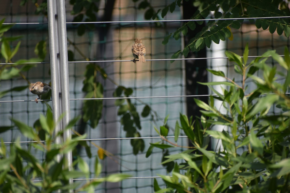 House Sparrow - ML646390155