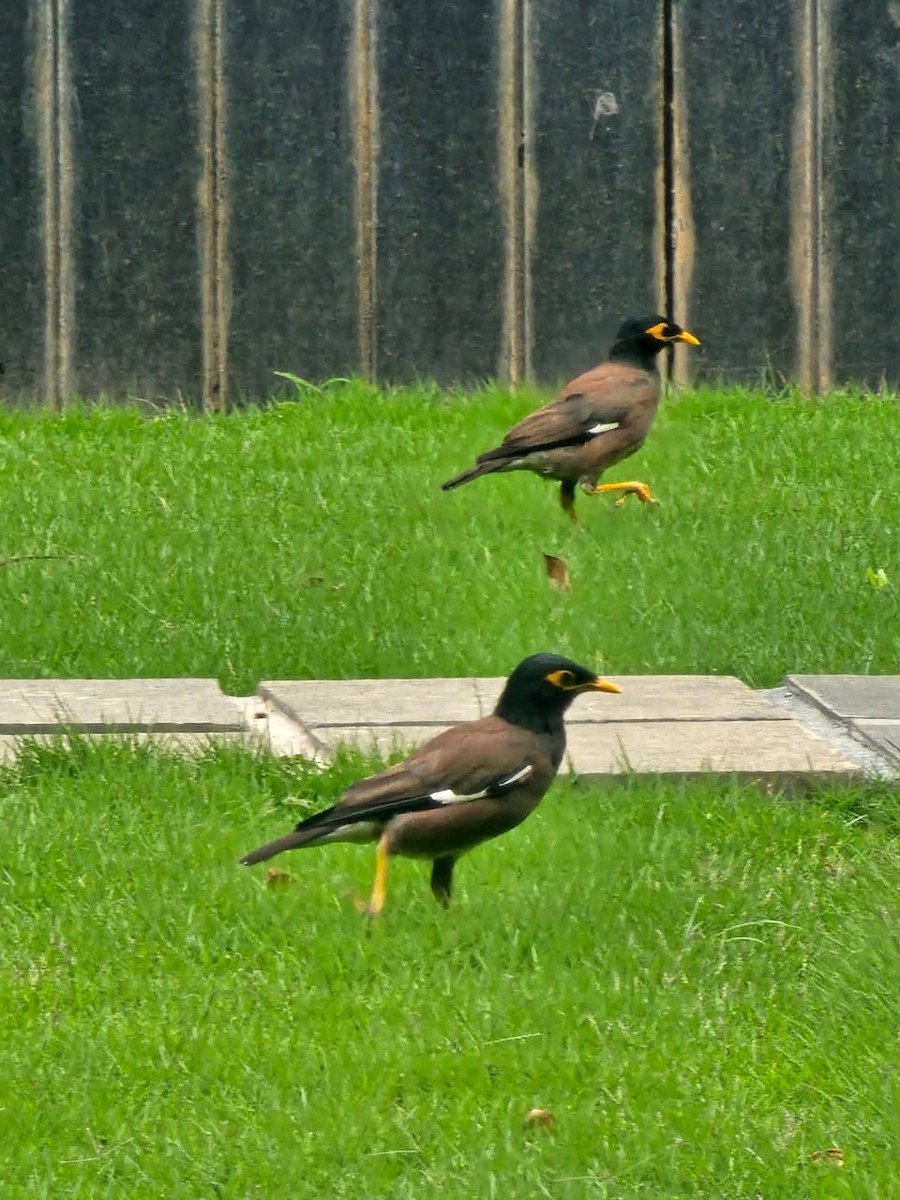 Common Myna - ML646390156