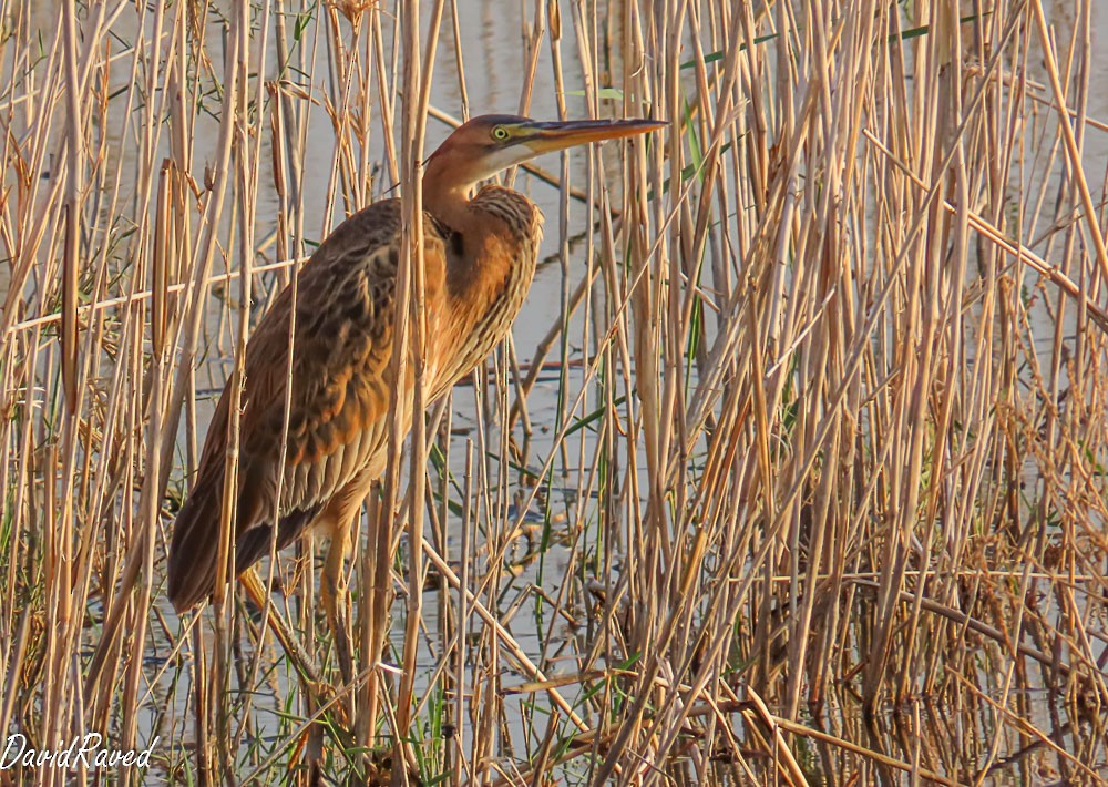 Purple Heron - ML646390157