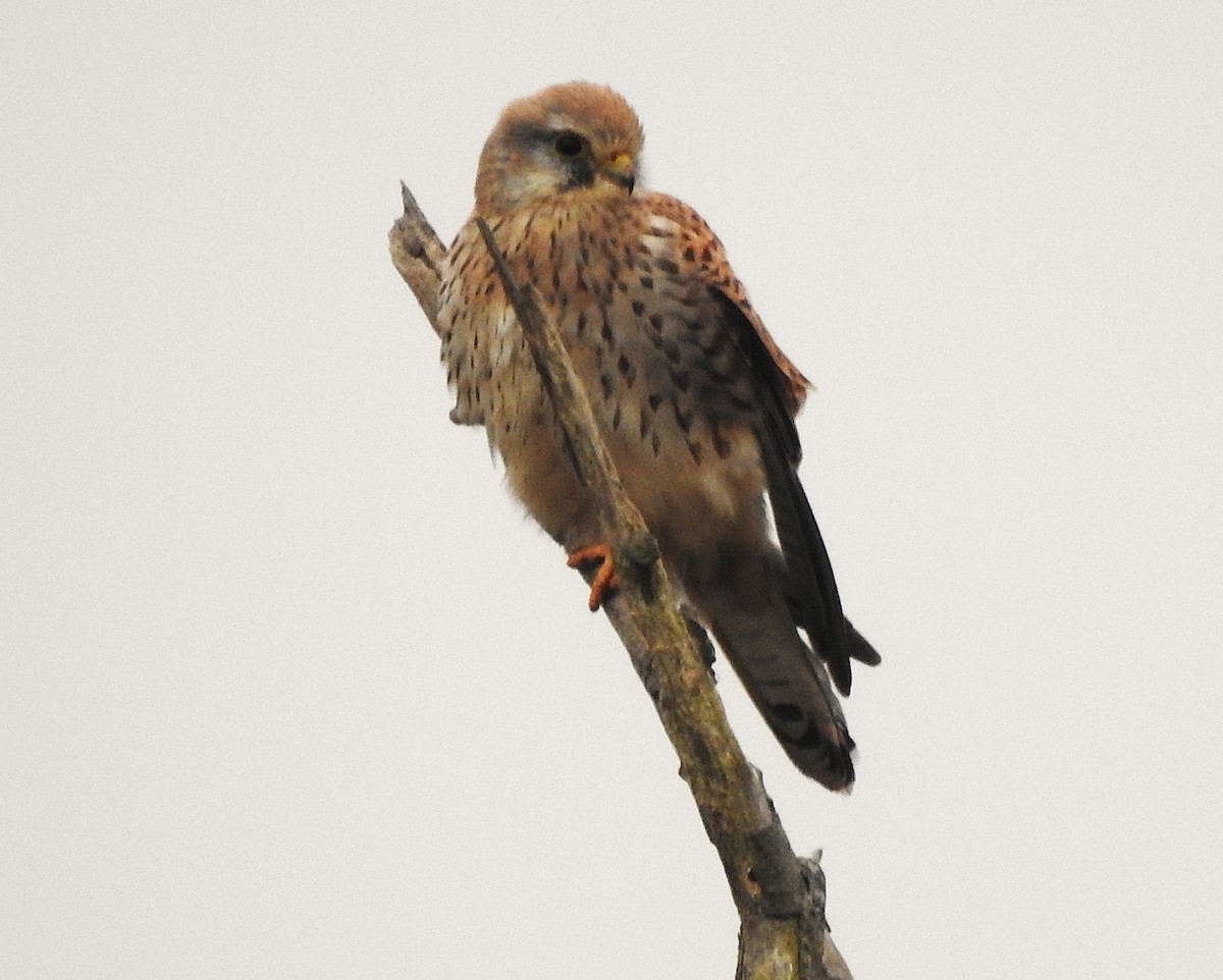 Eurasian Kestrel - ML646390158