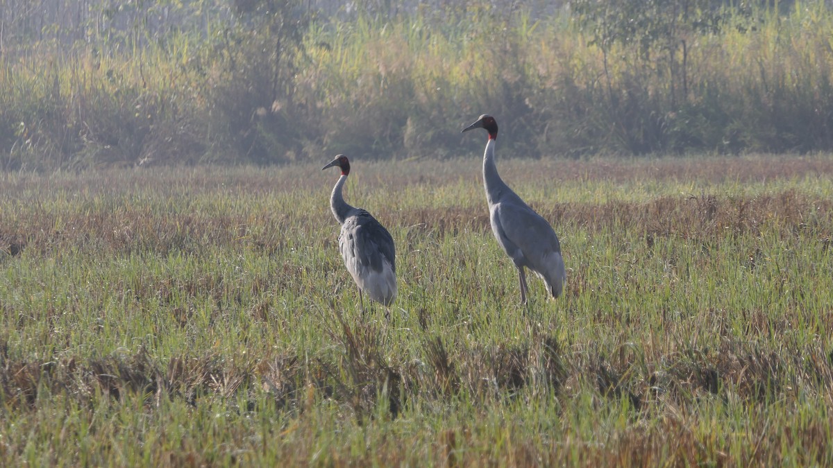 Sarus kurriloa - ML646390161