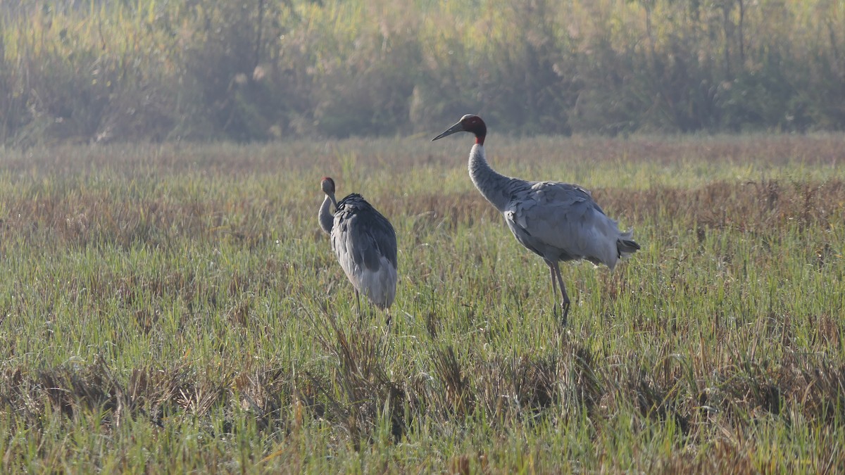 Sarus kurriloa - ML646390162