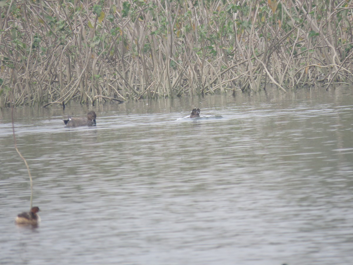 赤膀鴨 - ML646390163