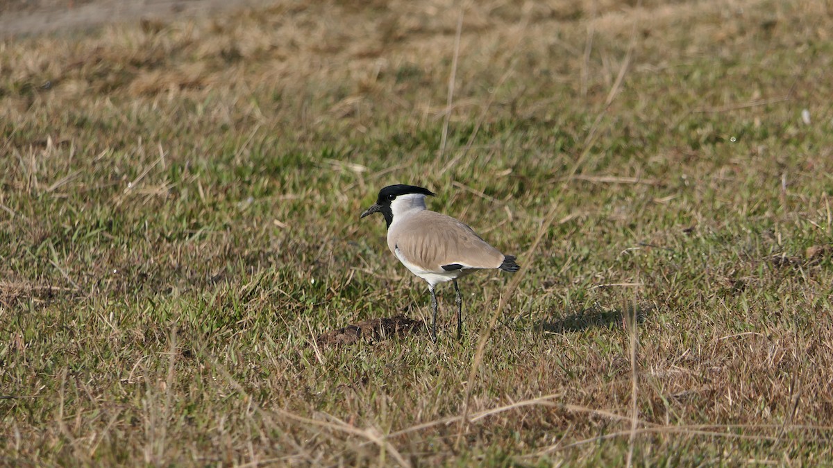 River Lapwing - ML646390164