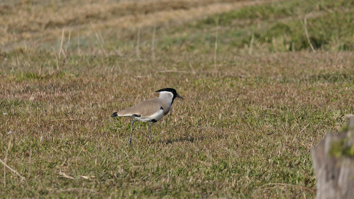 River Lapwing - ML646390165