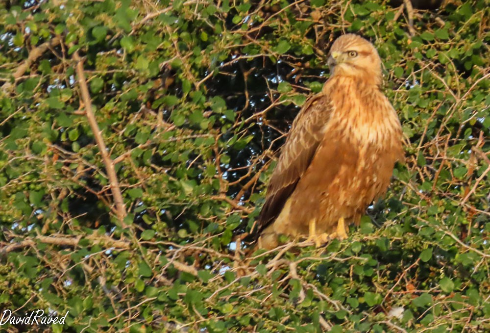 Kızıl Şahin - ML646390167