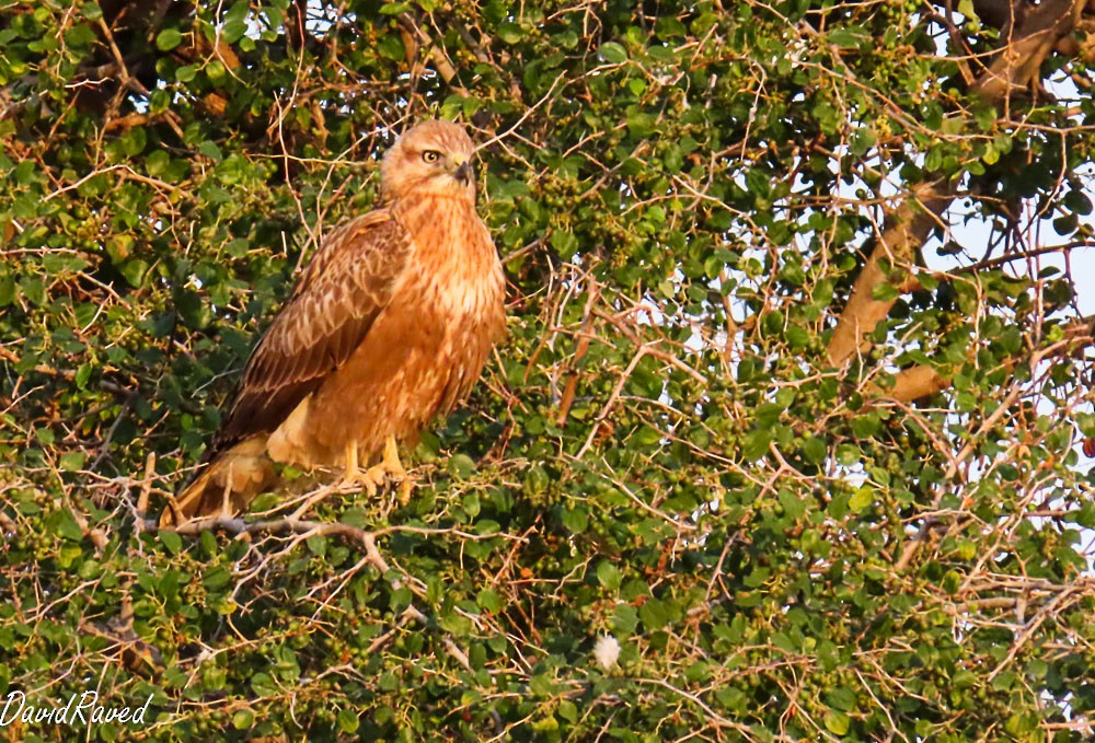 Kızıl Şahin - ML646390171