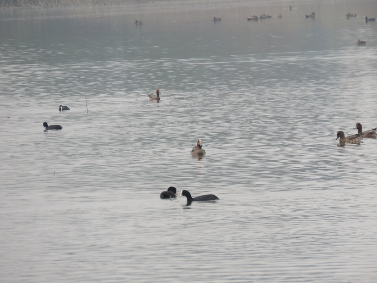 赤頸鴨 - ML646390173