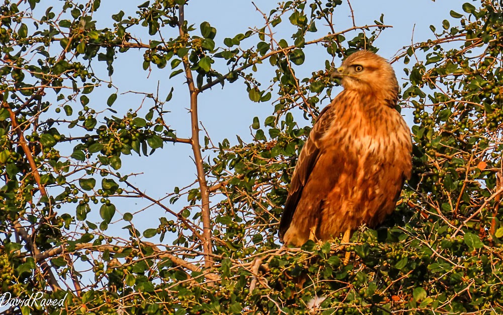 Kızıl Şahin - ML646390174