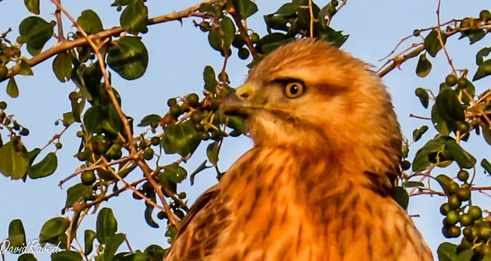 Kızıl Şahin - ML646390176