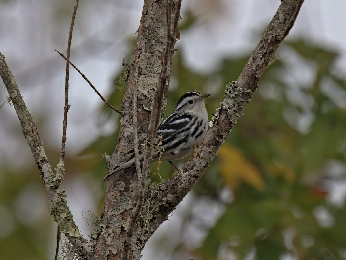 Black-and-white Warbler - ML646390177