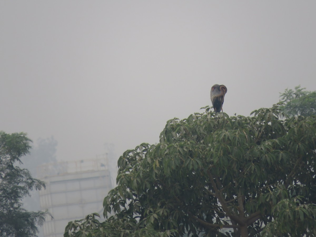 紫鷺 - ML646390178