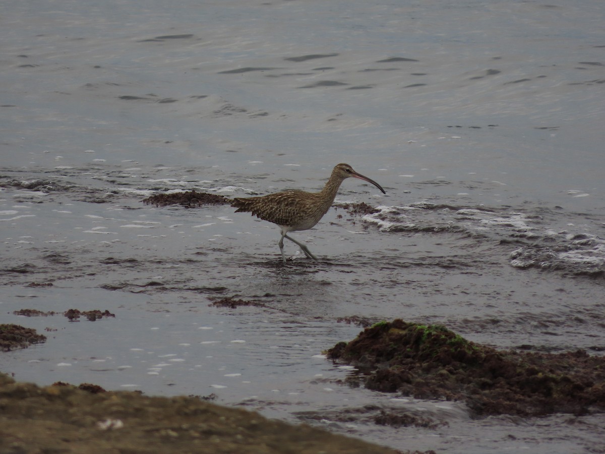 Eurasian Whimbrel - ML646390179