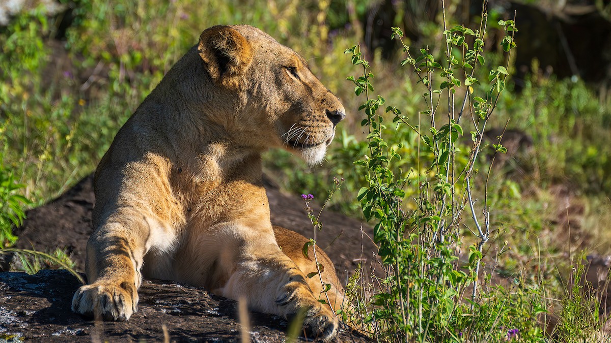 Säugetiere - ML646390180