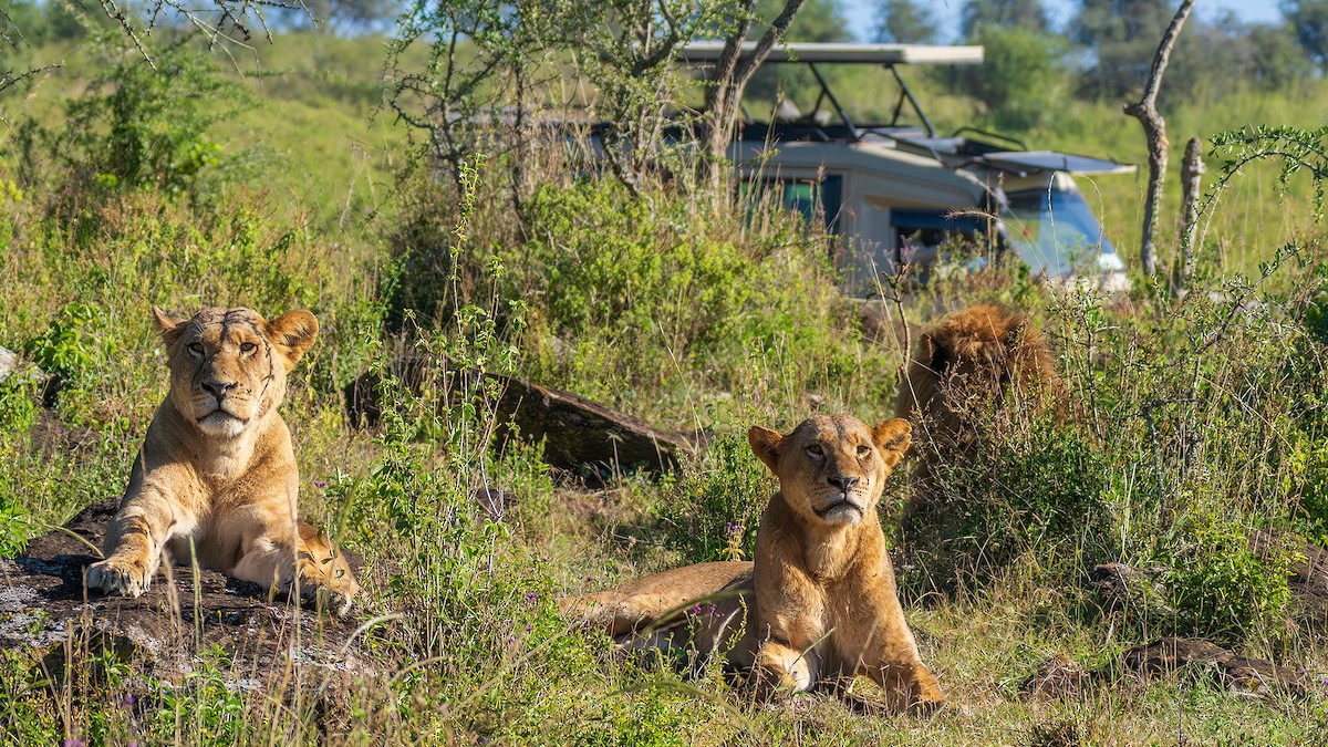 Säugetiere - ML646390181