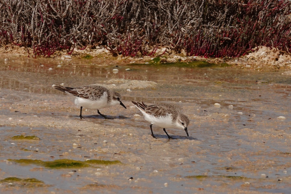 Red-necked Stint - ML646390182