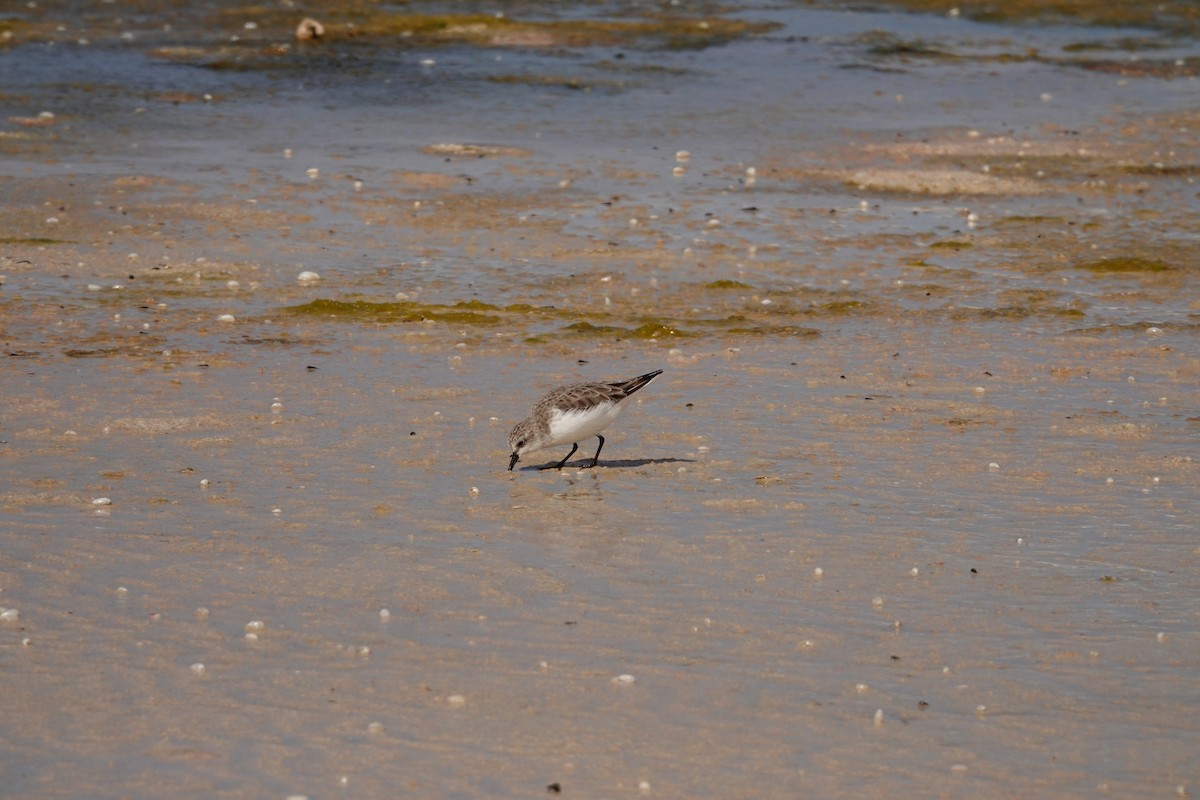 Red-necked Stint - ML646390183
