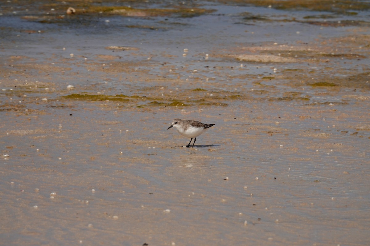 Red-necked Stint - ML646390184