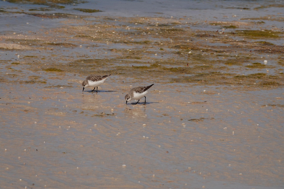 Red-necked Stint - ML646390185