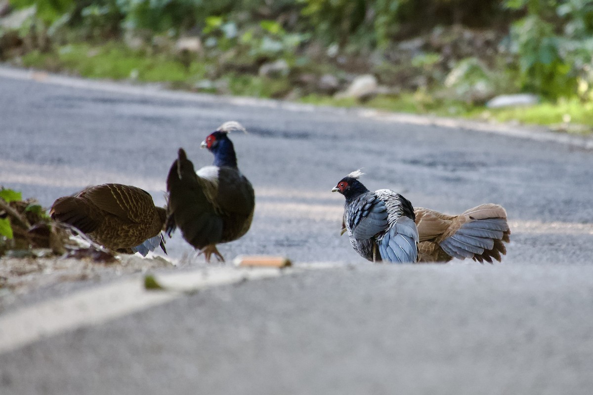 Kalij Pheasant - ML646390186