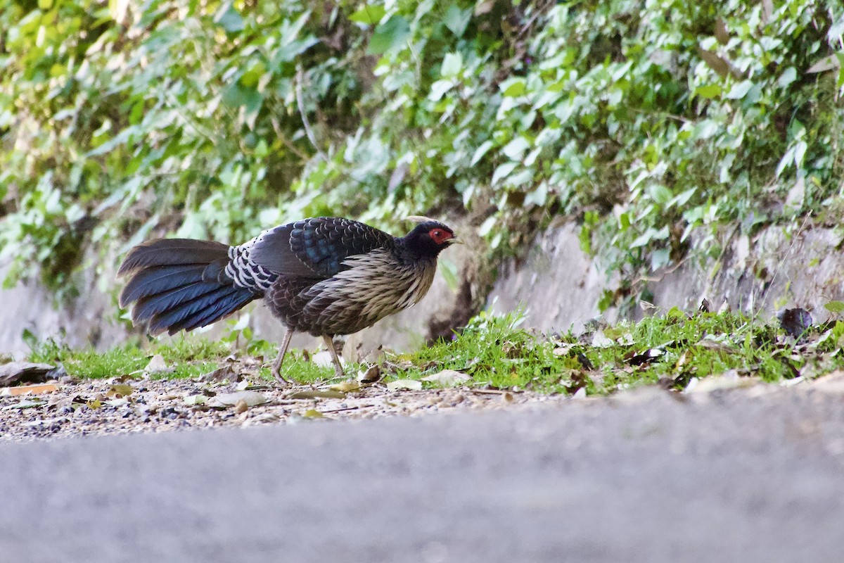 Kalij Pheasant - ML646390187