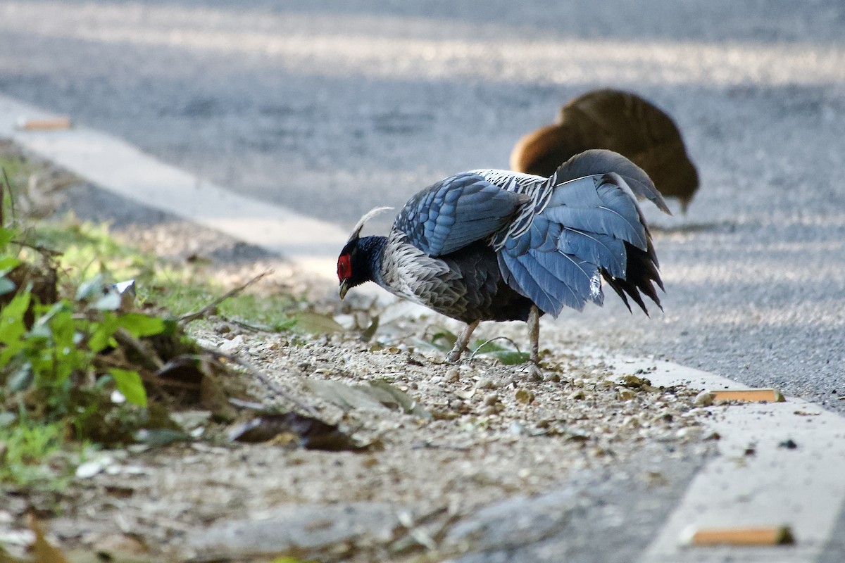 Kalij Pheasant - ML646390188