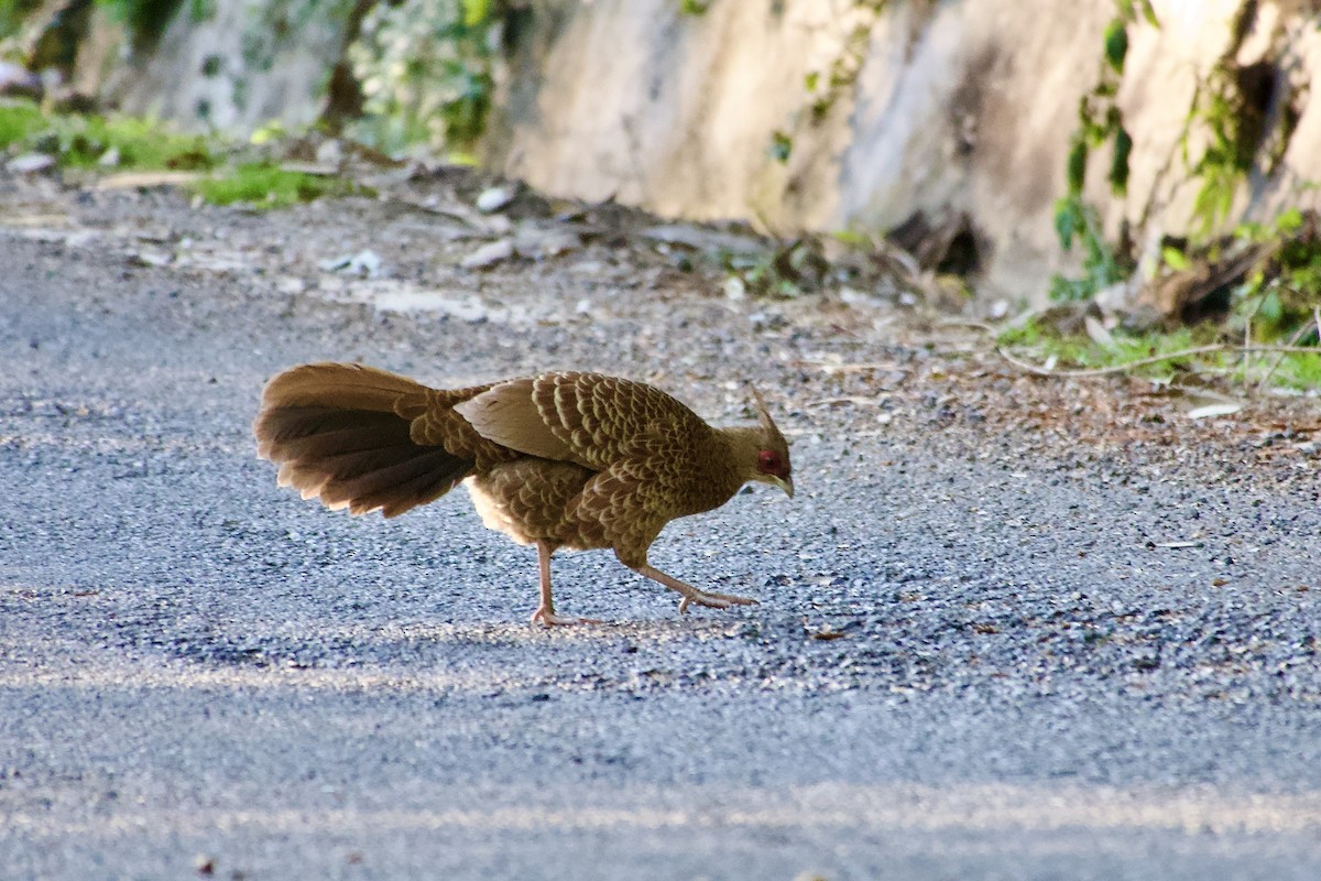 Kalij Pheasant - ML646390190