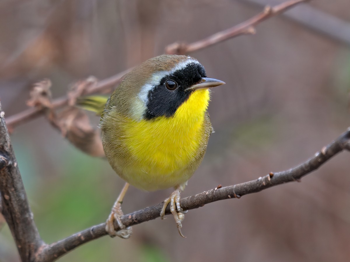 Common Yellowthroat - ML646390191