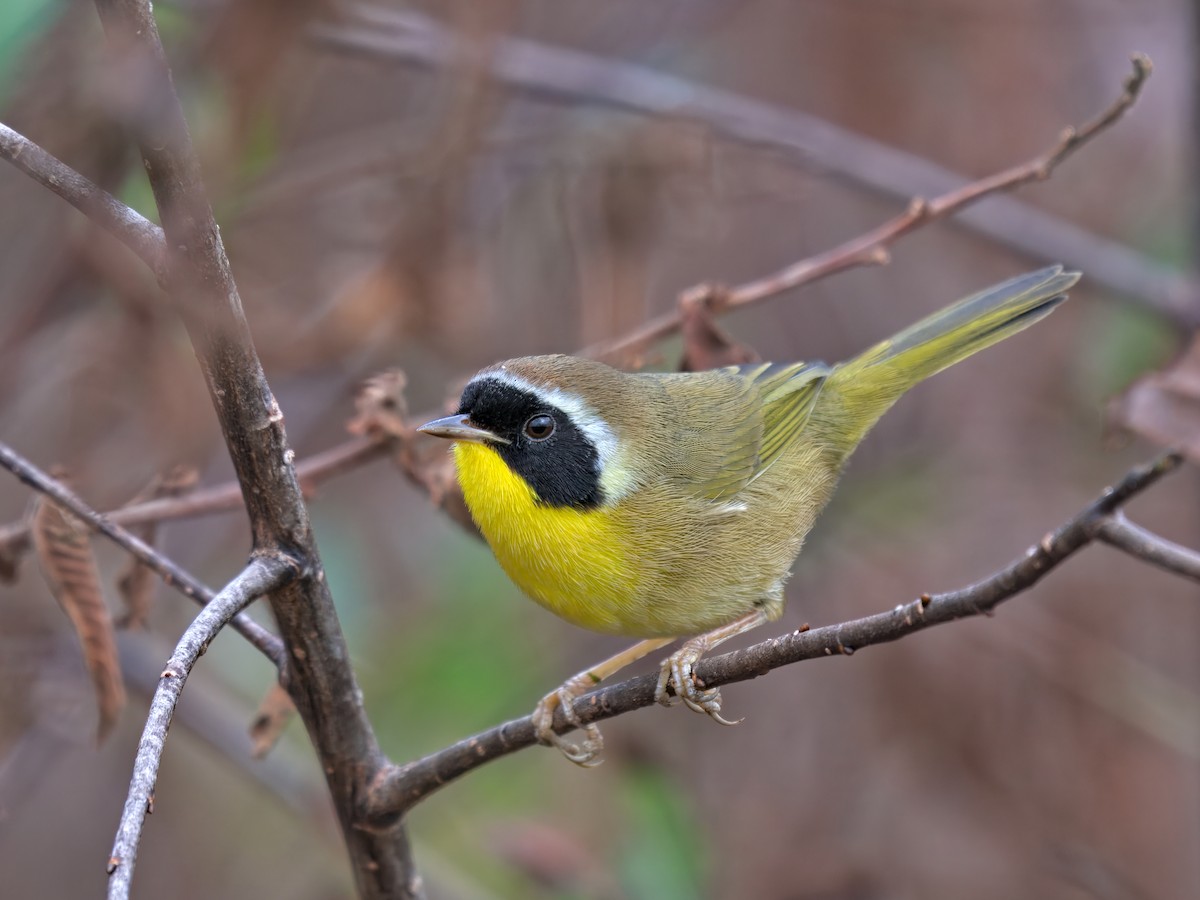 Common Yellowthroat - ML646390192