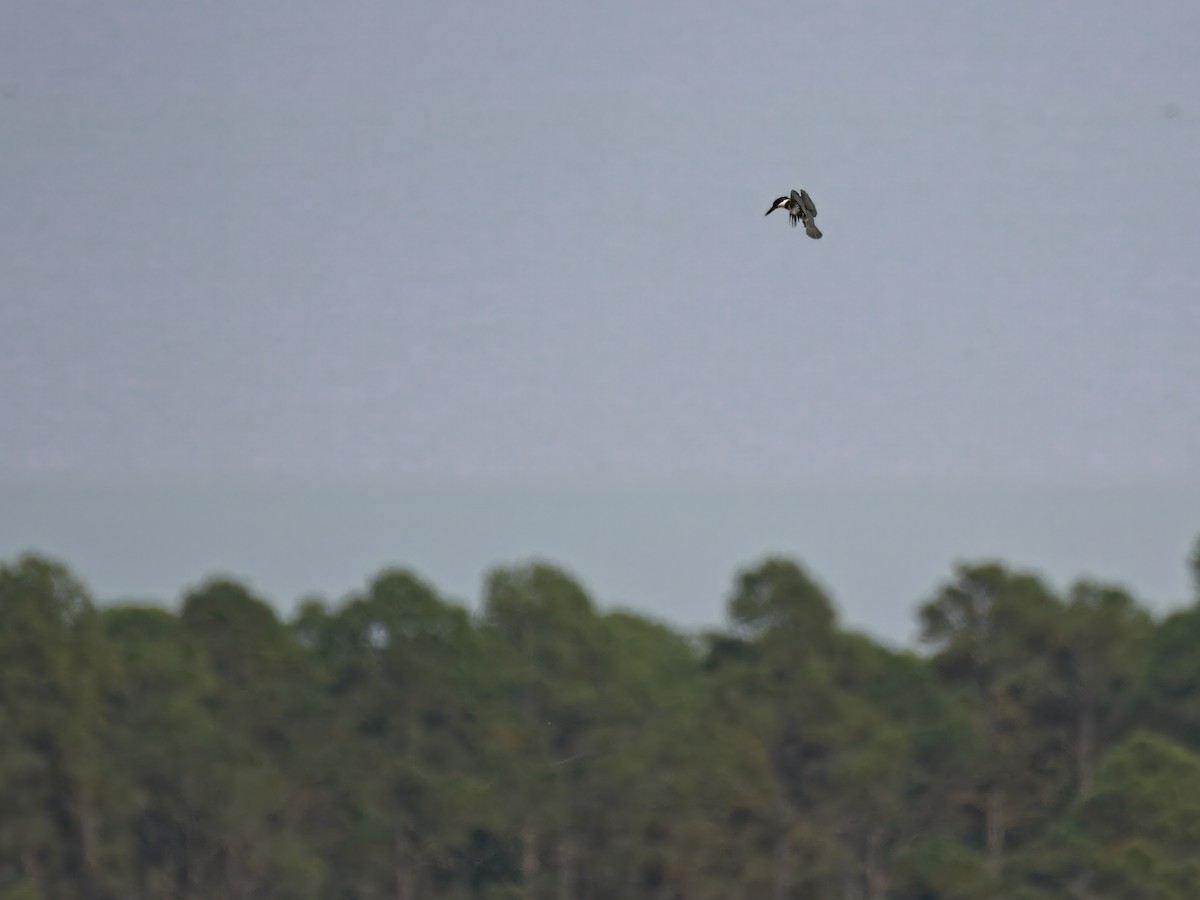 Belted Kingfisher - ML646390197