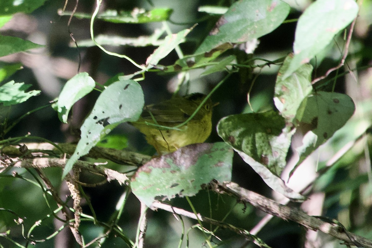 Whistler's Warbler - ML646390198