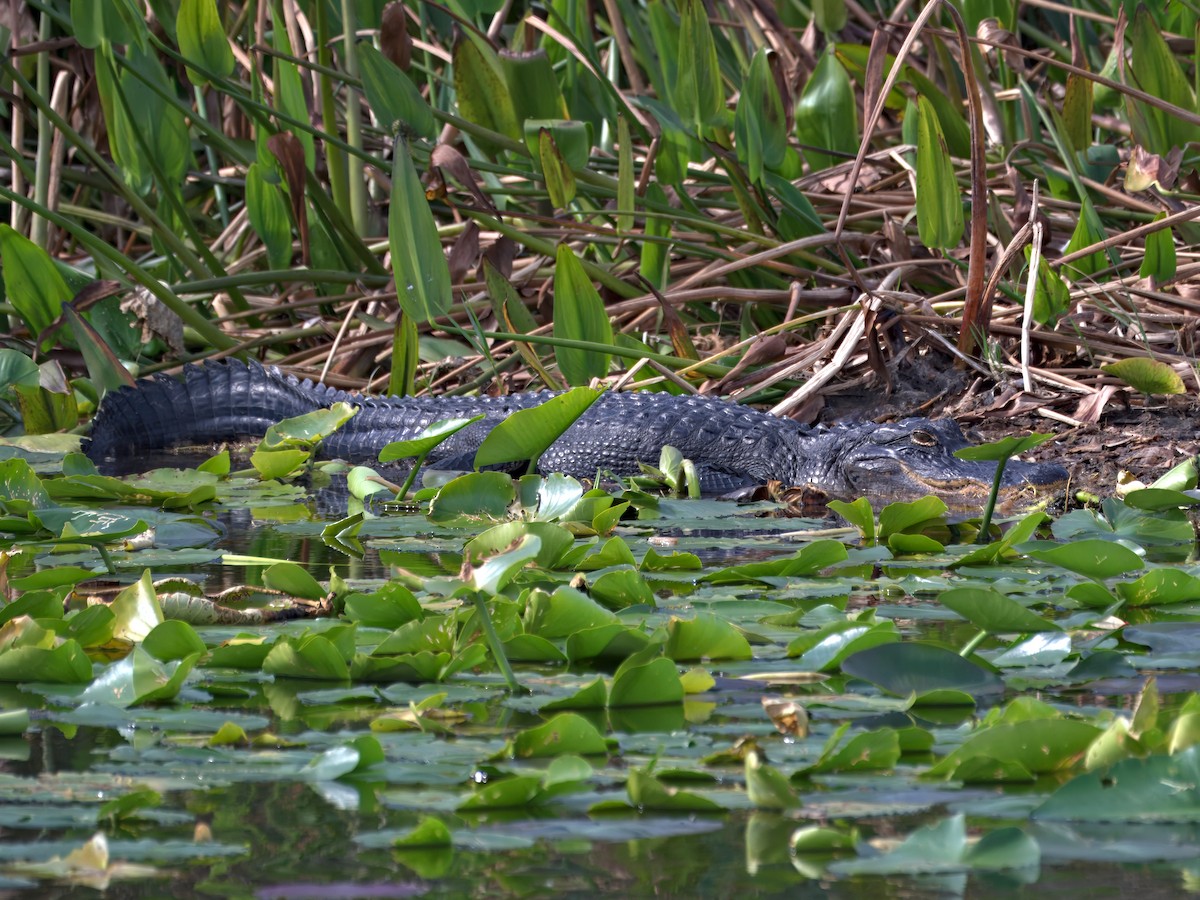 American Alligator - ML646390199