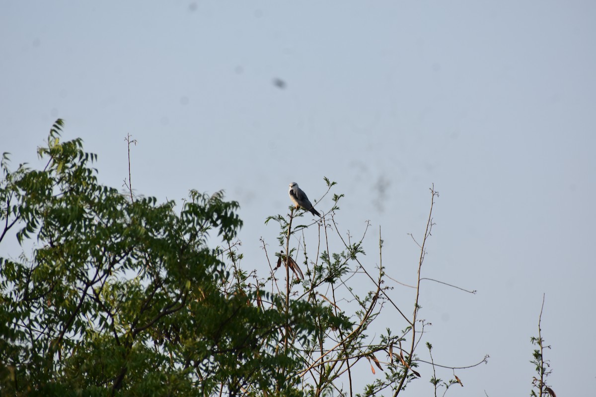 Black-winged Kite - ML646390200