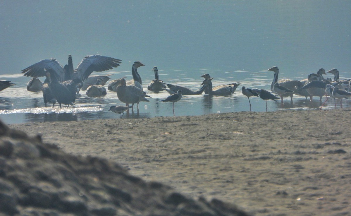 Oie à tête barrée - ML646390203