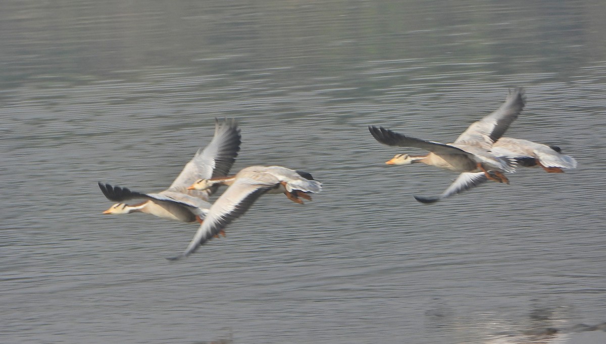 Oie à tête barrée - ML646390204