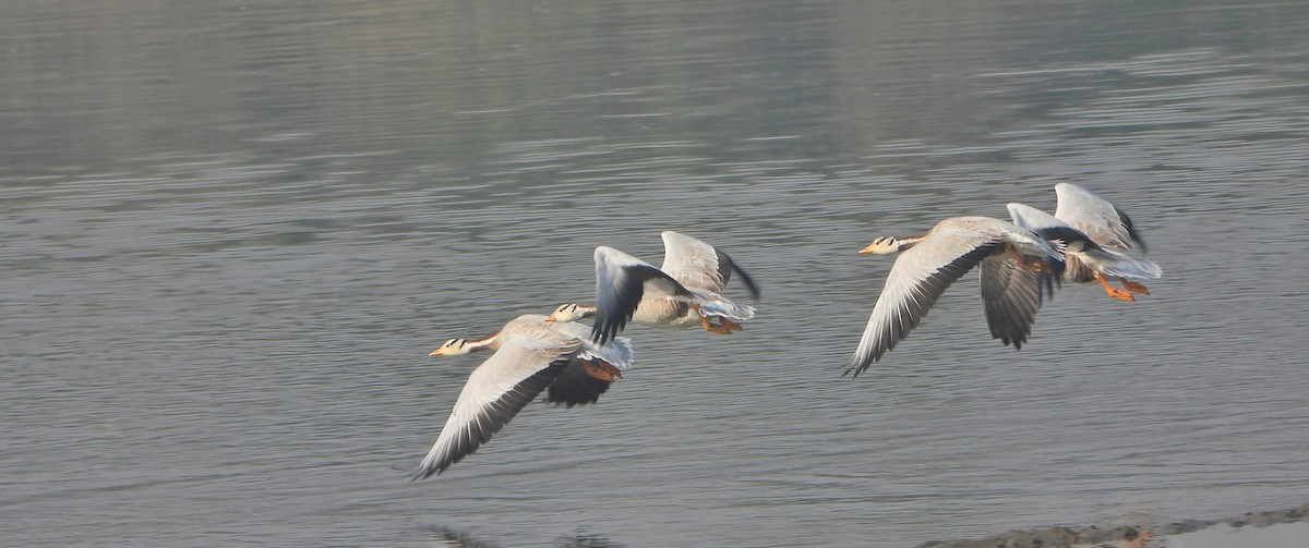 Oie à tête barrée - ML646390205