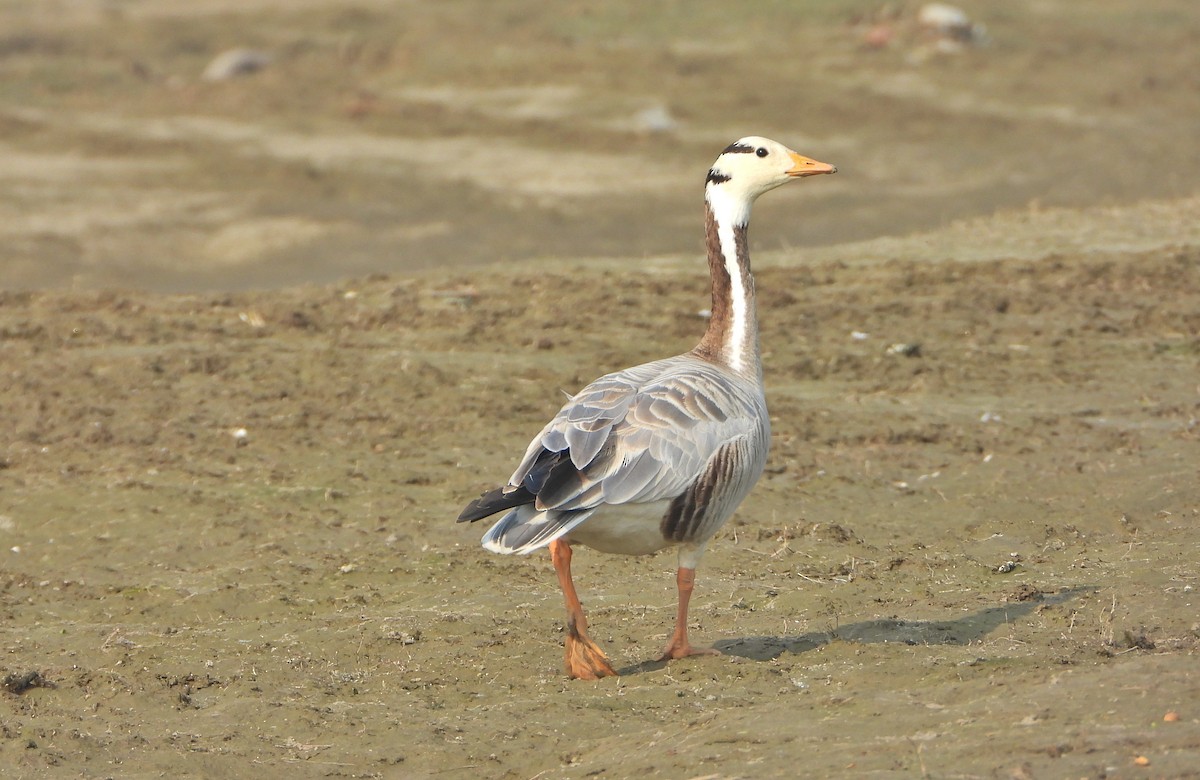 Oie à tête barrée - ML646390206