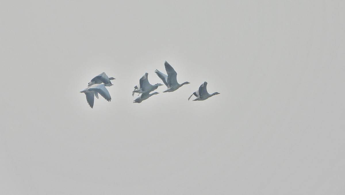 Oie à tête barrée - ML646390207