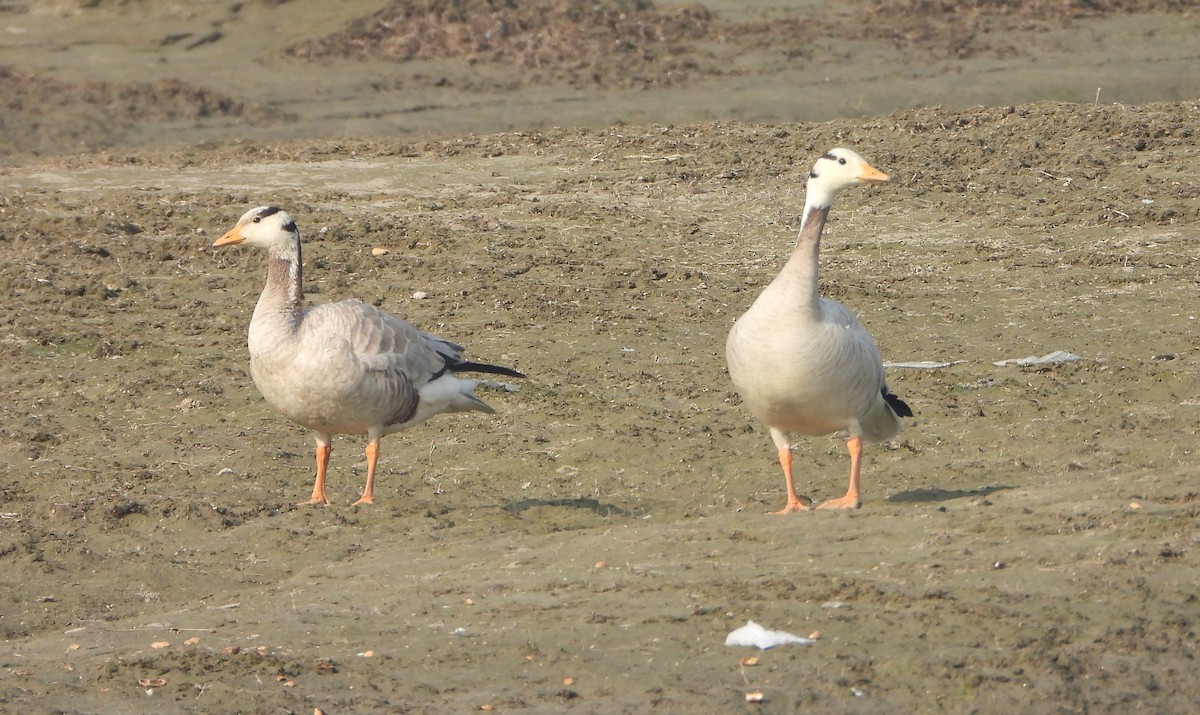 Oie à tête barrée - ML646390208