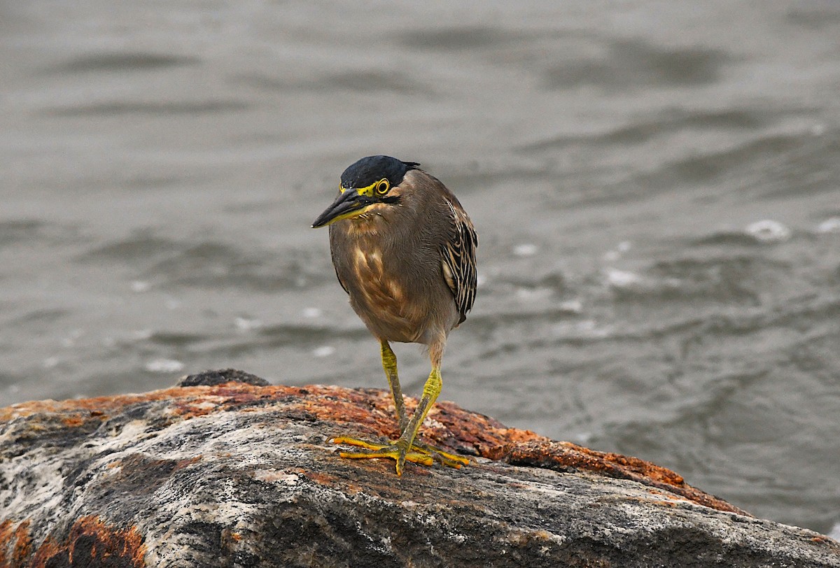 綠簑鷺 - ML646390209