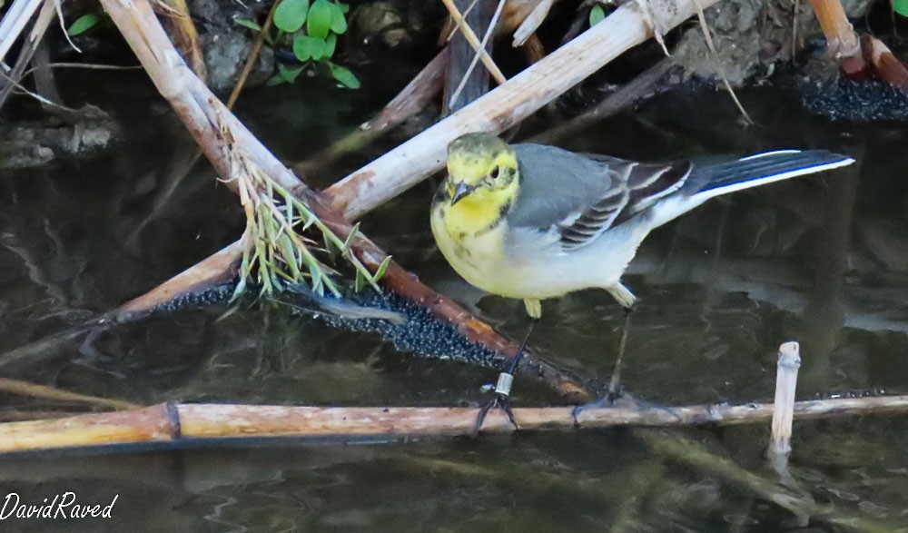 Citrine Wagtail - ML646390210