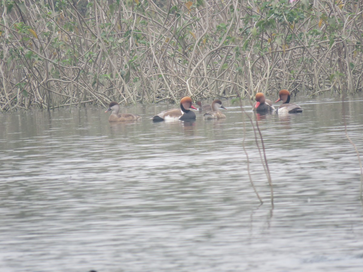 Red-crested Pochard - ML646390226