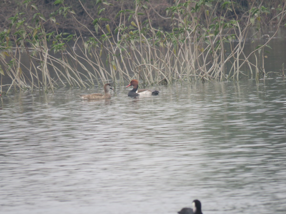 Red-crested Pochard - ML646390227