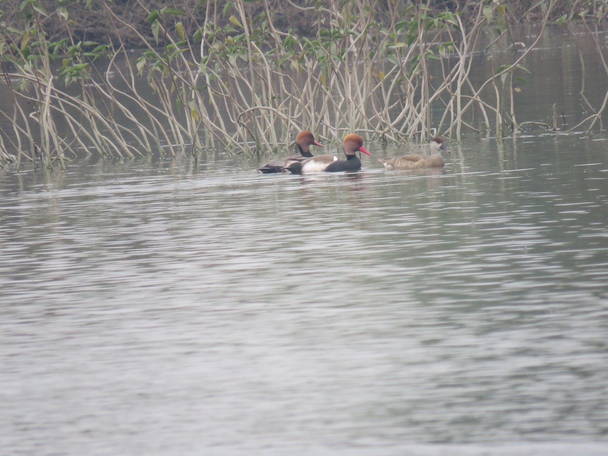 Red-crested Pochard - ML646390228