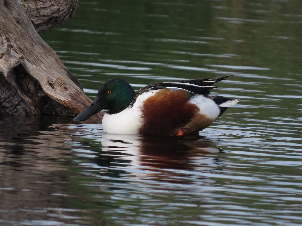 Northern Shoveler - ML646390230