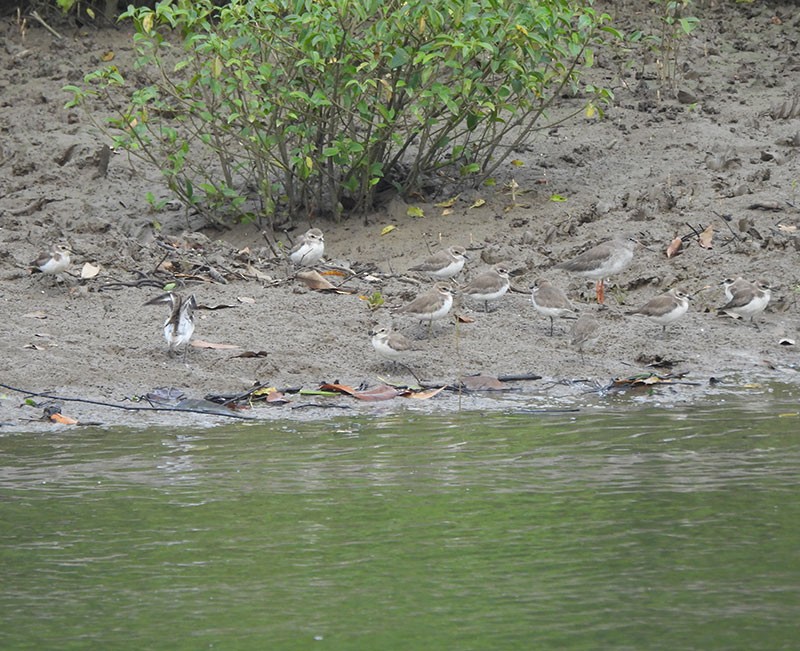 Little Ringed Plover - ML646390231