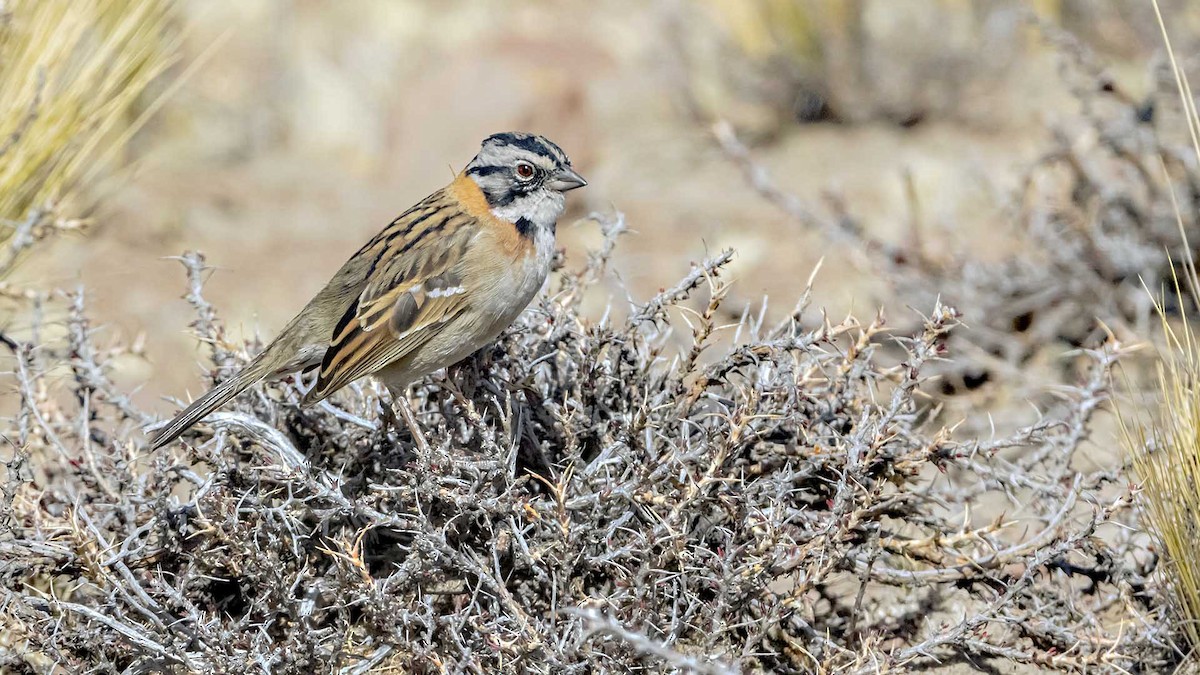 Rufous-collared Sparrow - ML646390232