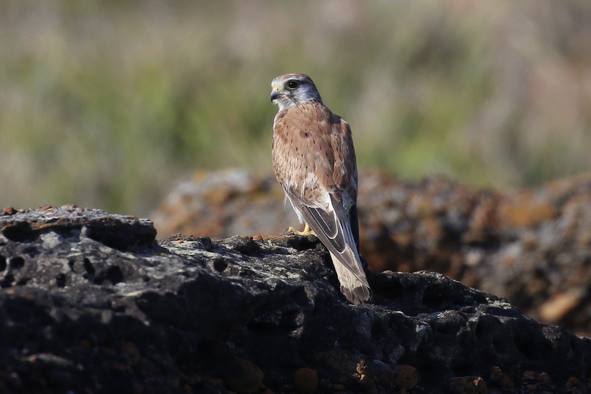 Nankeen Kestrel - ML646390234
