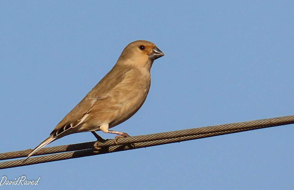 Desert Finch - ML646390235
