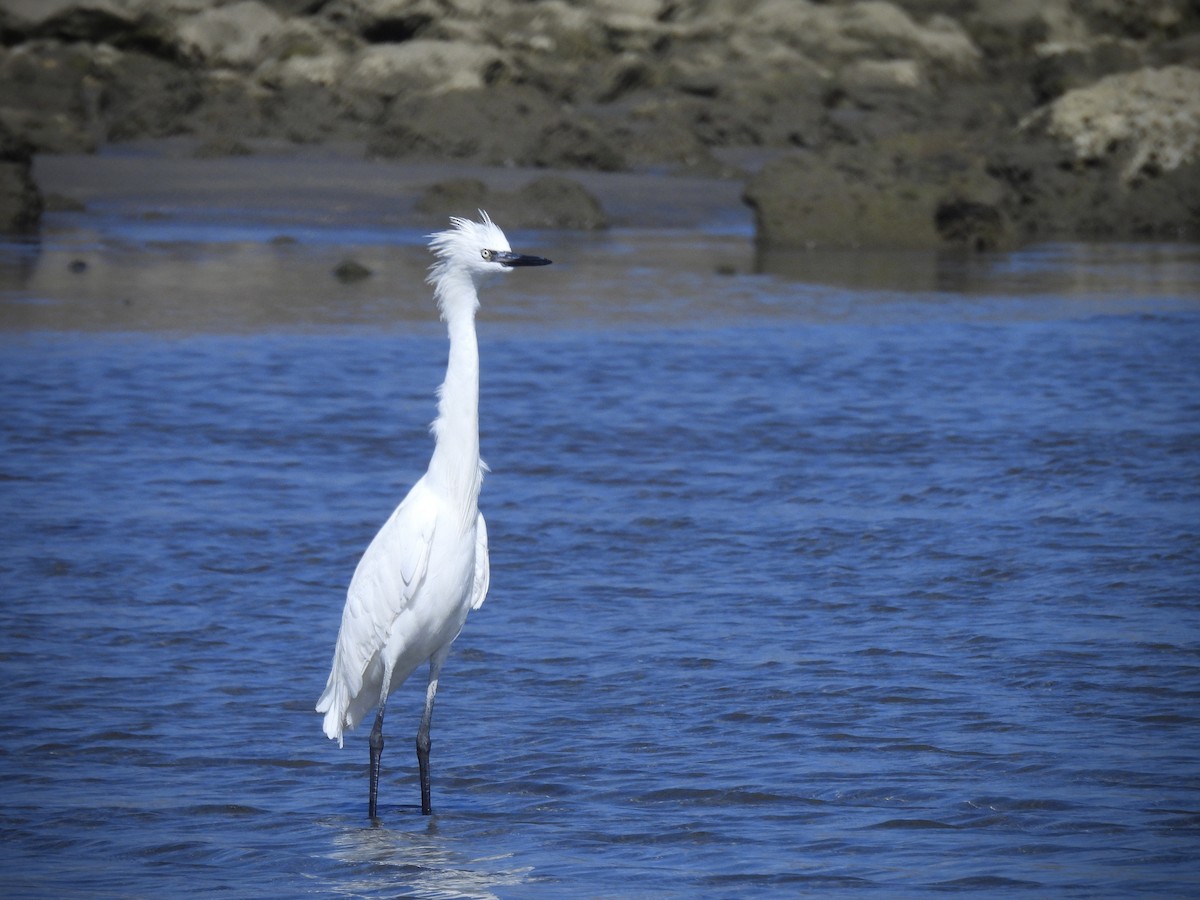 Garceta Rojiza - ML646390237